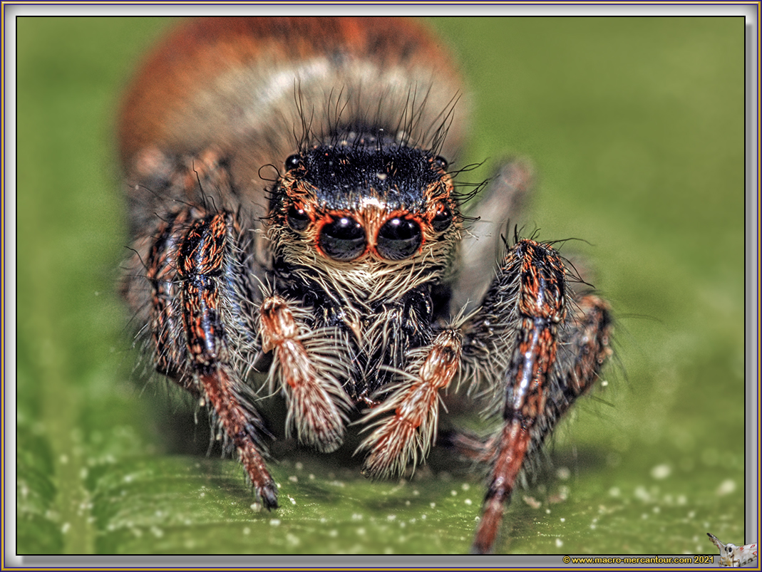 Araignée sauteuse